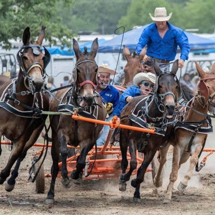 Spring Chuckwagon Races at Loretta Lynn Ranch ACWRA Sanctioned Points